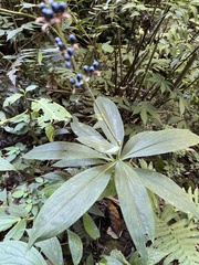 Pollia japonica