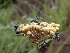 Polyrhachis schistacea