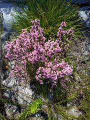 Erica palliiflora