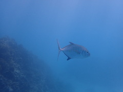 Caranx