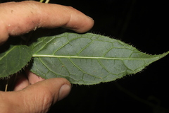 Siphocampylus hispidus