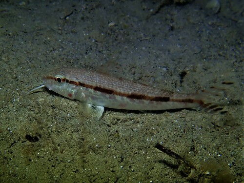 Australian goatfish (Upeneus australiae) — Mullidae — 4