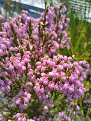 Erica palliiflora