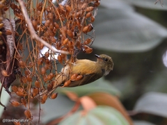 Mionectes oleagineus