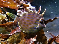 Eubalichthys mosaicus