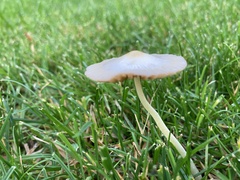 Fungi