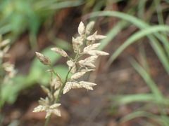 Eragrostis capensis