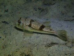 Torquigener pleurogramma