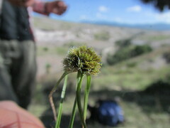 Cyperus niger
