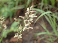 Eragrostis capensis