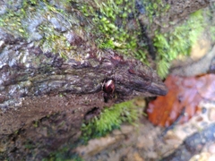 Pterostichus burmeisteri