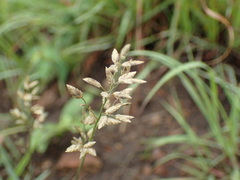 Eragrostis capensis