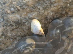 Littorininae