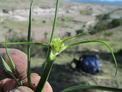Cyperus niger