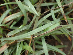 Eragrostis capensis