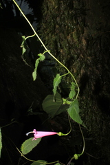 Siphocampylus hispidus