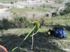 Cyperus niger