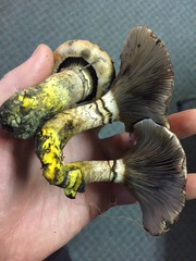 Gomphidius oregonensis