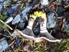 Gomphidius oregonensis