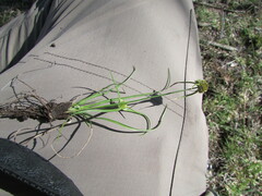 Cyperus niger