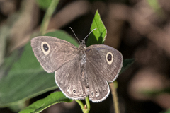 Ypthima huebneri