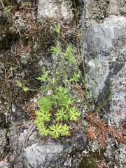 Geranium bicknellii