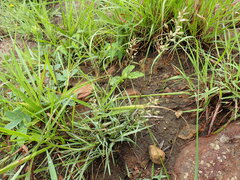 Eragrostis capensis