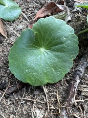 Hydrocotyle umbellata