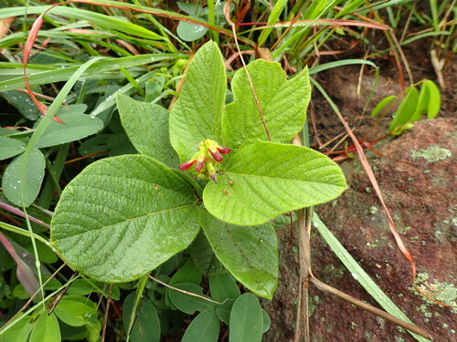 Image of Eriosema cordatum by (c) Mahomed Desai, some rights reserved (CC BY)
