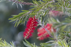 Callistemon