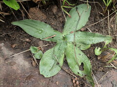Ledebouria ovatifolia