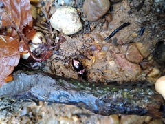 Pterostichus burmeisteri