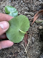 Hydrocotyle umbellata