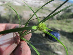 Cyperus niger