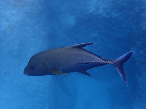 Caranx lugubris