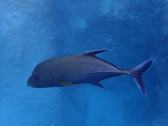 Caranx lugubris