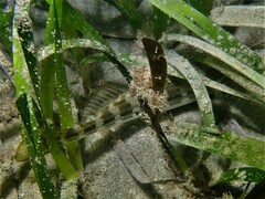 Helotes octolineatus