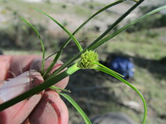 Cyperus niger