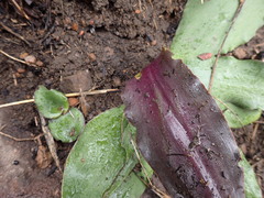 Ledebouria ovatifolia