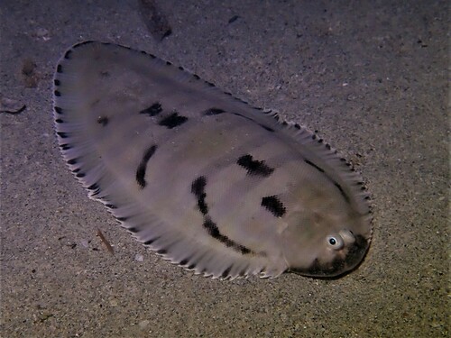 Gegeselde tongschar (Zebrias cancellatus) — Soleidae — 5