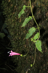 Siphocampylus hispidus