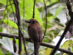 Malacoptila mystacalis