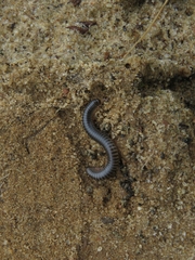 Ommatoiulus diplurus