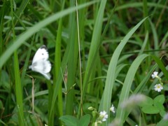 Pieris canidia canidia
