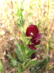 Clarkia tenella