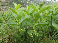 Vangueria venosa