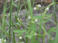 Oxalis barrelieri