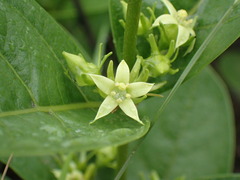 Vangueria venosa