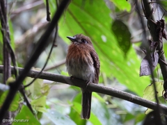 Malacoptila mystacalis