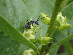 Polyrhachis schistacea